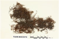 藏品(羽蘚屬)的圖片